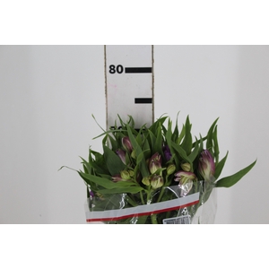 ALSTROEMERIA FLORENTINA 080 CM