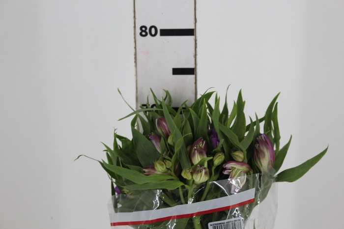 <h4>ALSTROEMERIA FLORENTINA 080 CM</h4>