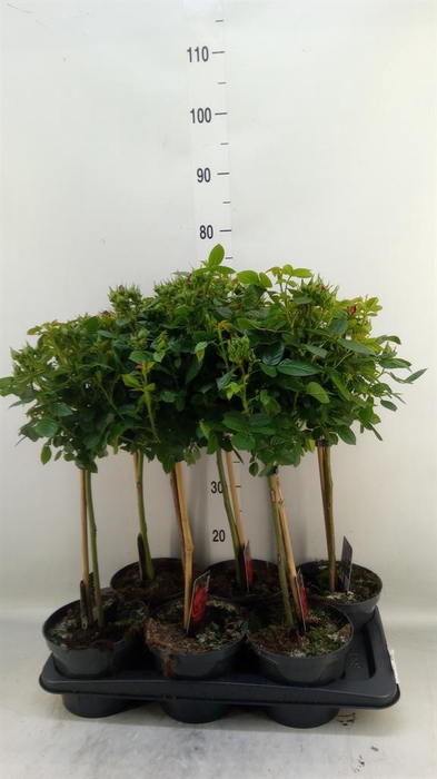 <h4>Rosa ST  ...</h4>