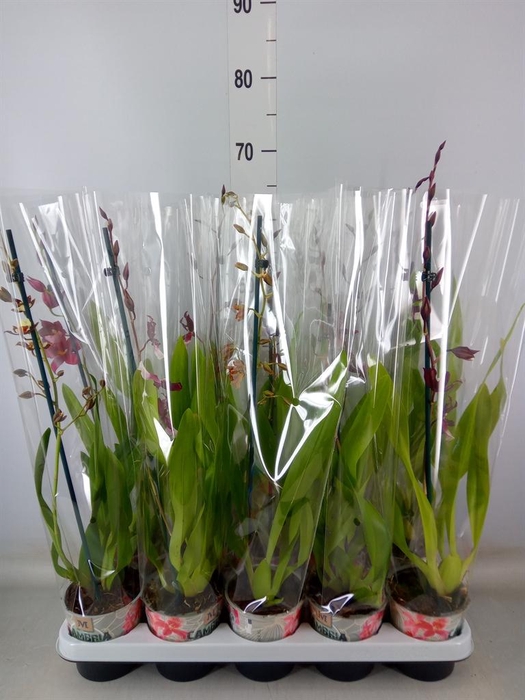 <h4>Cambria   ...mix</h4>