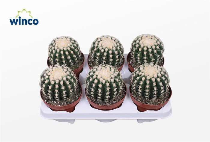 <h4>Echinocactus Brevispina</h4>