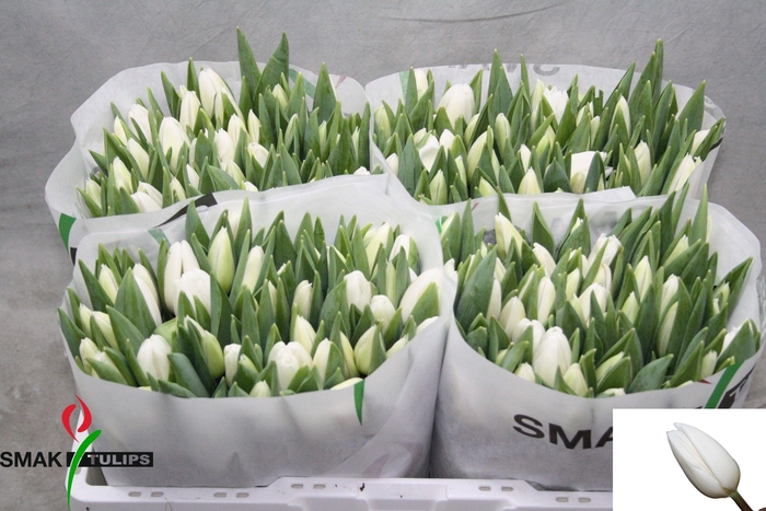 <h4>TU EN WHITE FLAG</h4>