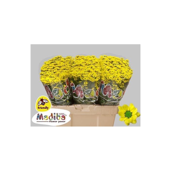 <h4>Chr S Madiba Ringa Yellow</h4>