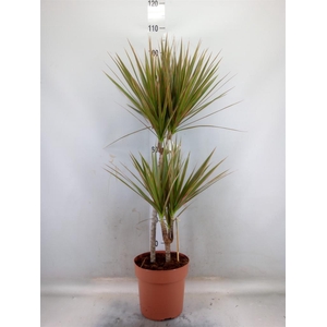 Dracaena marg. 'Bicolor'