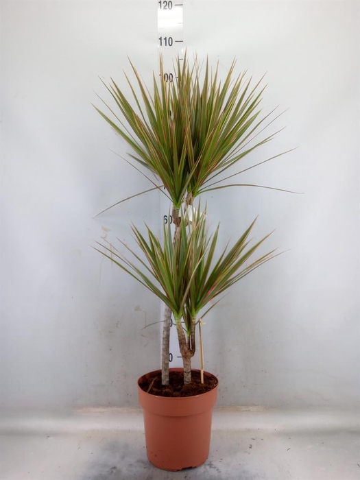<h4>Dracaena marg. 'Bicolor'</h4>