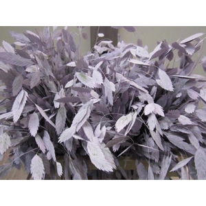 Chasmanthium Licht Milka