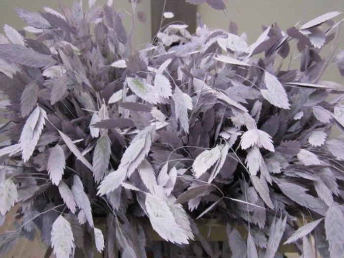 <h4>Chasmanthium Licht Milka</h4>