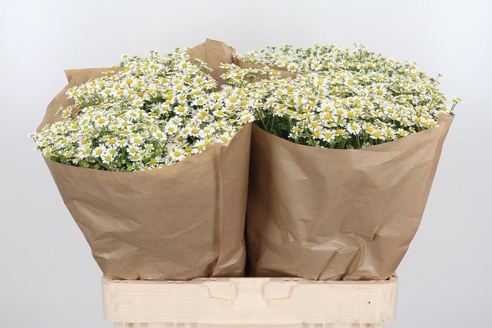 <h4>Tanacetum Pa Single Vegmo</h4>