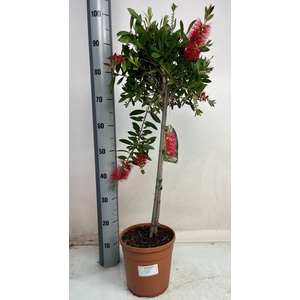 CALLISTEMON CITRINUS