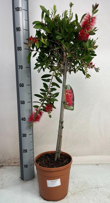 <h4>CALLISTEMON CITRINUS</h4>