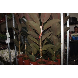 FICUS ELASTICA BURGUNDY P24