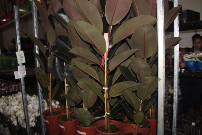 FICUS ELASTICA BURGUNDY P24