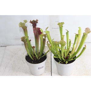 CARNIVORA SARRACENIA P12 VARIADO