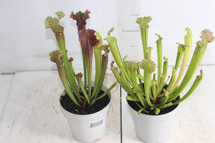 <h4>CARNIVORA SARRACENIA P12 VARIADO</h4>