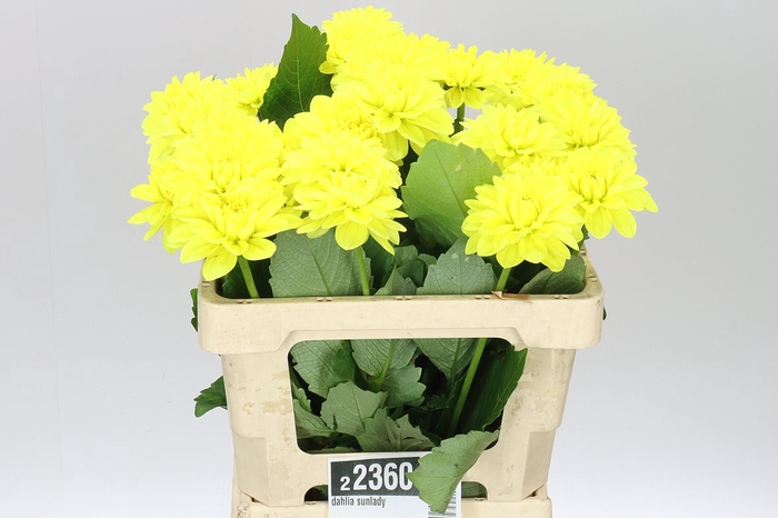 <h4>Dahlia Sunlady</h4>