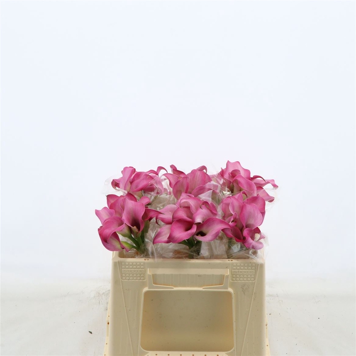 <h4>Calla Zazu</h4>