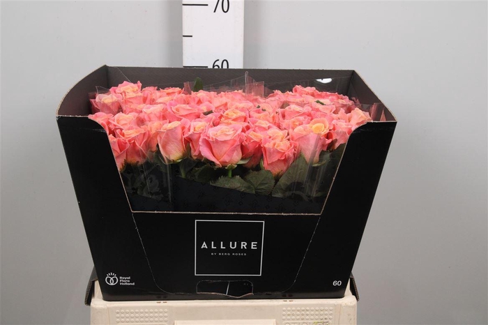 <h4>R Gr Miss Piggy+</h4>