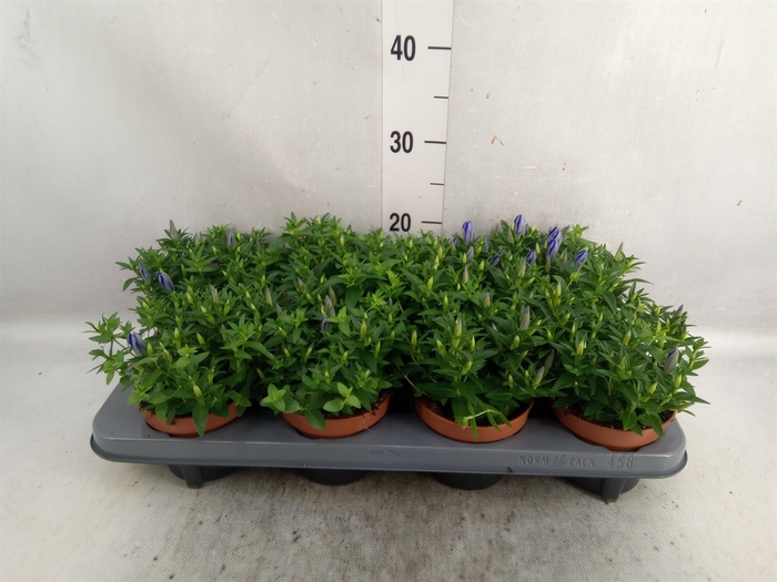 <h4>Gentiana  'Luis Blue'</h4>