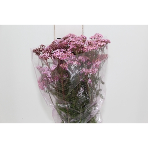 ACHILLEA MILLEFOLIUM ROSA TINTURADA 070 CM