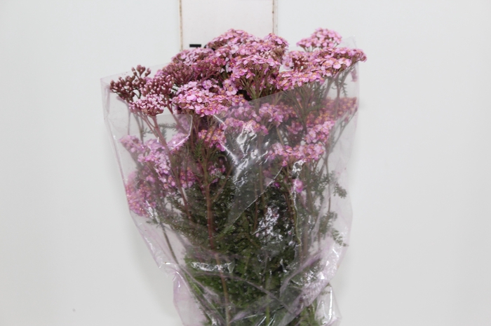 <h4>ACHILLEA MILLEFOLIUM ROSA TINTURADA 070 CM</h4>