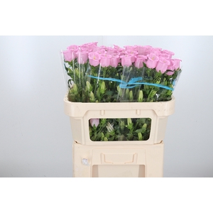 Camp M Cam Pear Pink