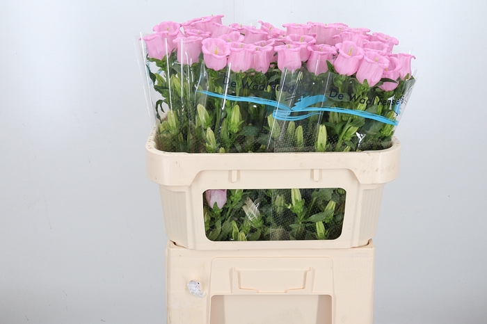 <h4>Camp M Cam Pear Pink</h4>