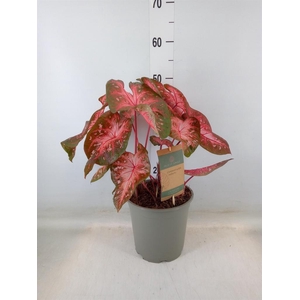 Caladium   ...