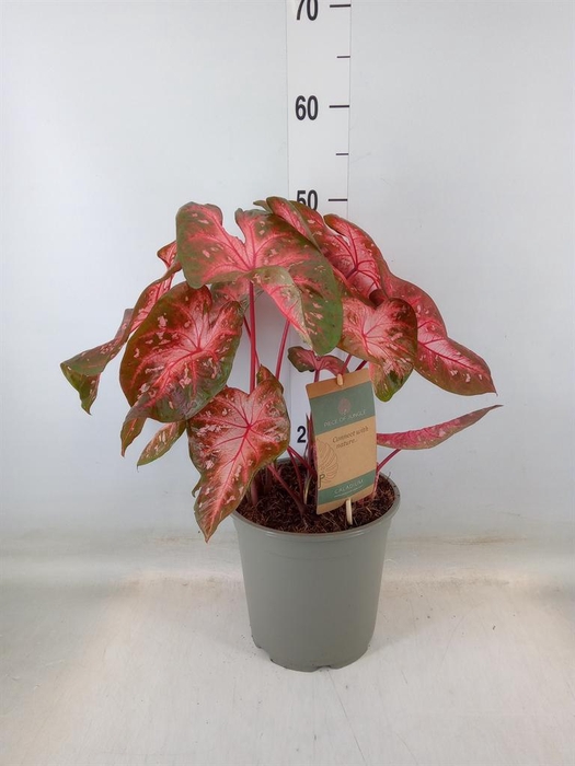 <h4>Caladium   ...</h4>