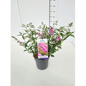 Buddleja
