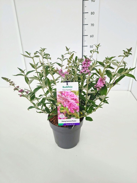 <h4>Buddleja</h4>