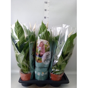 Spathiphyllum  'Vivaldi'
