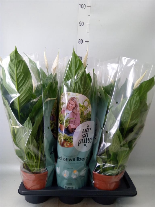 <h4>Spathiphyllum  'Vivaldi'</h4>