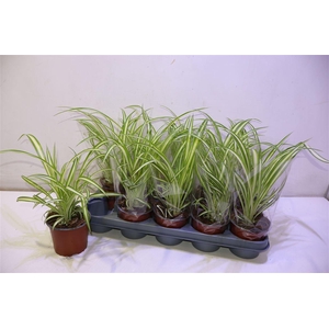 arr8 Chlor Com Variegatum