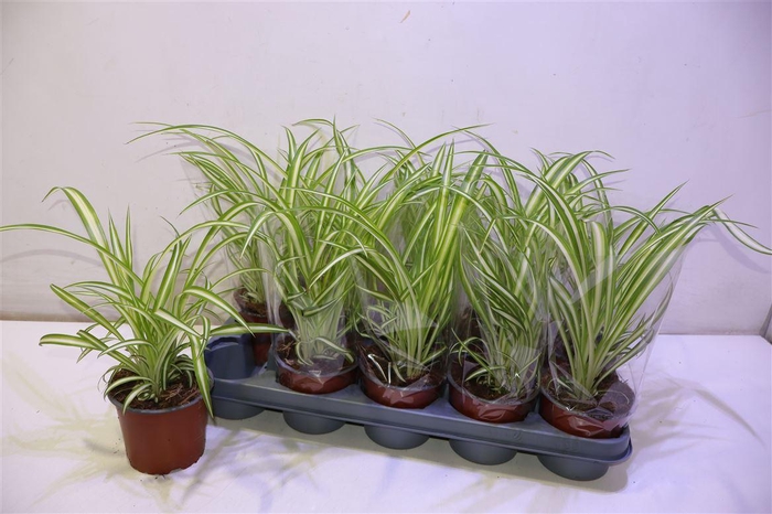 <h4>arr8 Chlor Com Variegatum</h4>