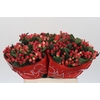 Hypericum True Romance