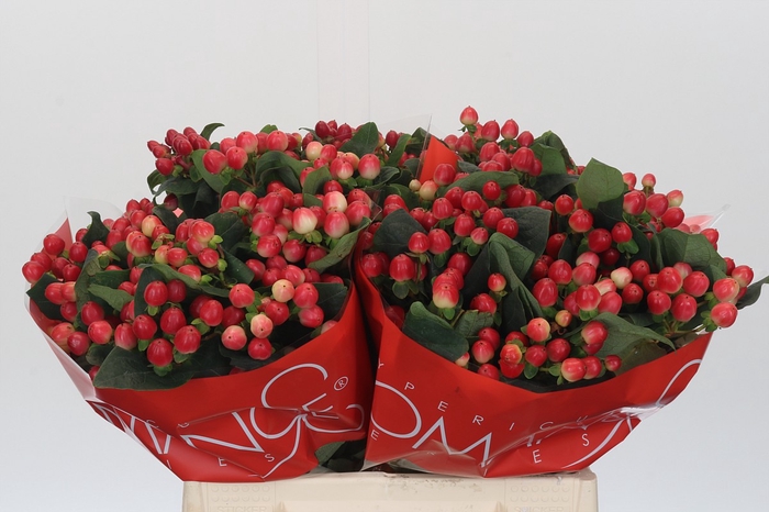 <h4>Hypericum True Romance</h4>