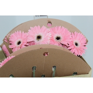 GERBERA DIABLO < 050 CM > 10 CM DIAM