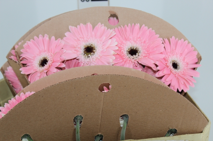 <h4>GERBERA DIABLO < 050 CM > 10 CM DIAM</h4>