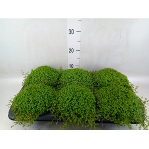 Soleirolia soleirolii   ...green