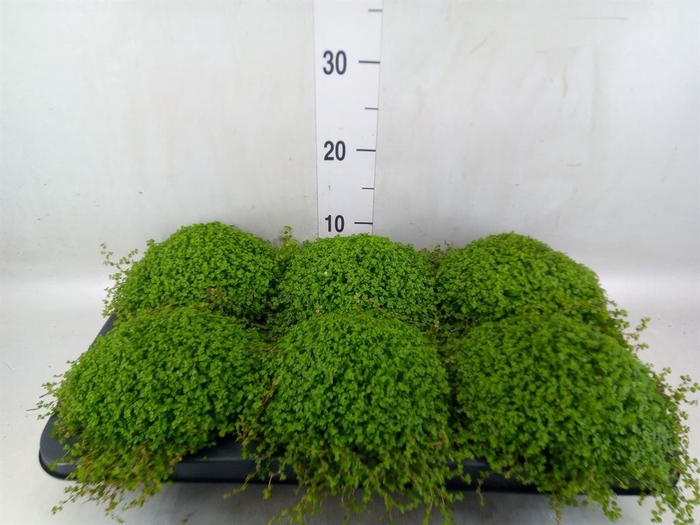 <h4>Soleirolia soleirolii   ...green</h4>