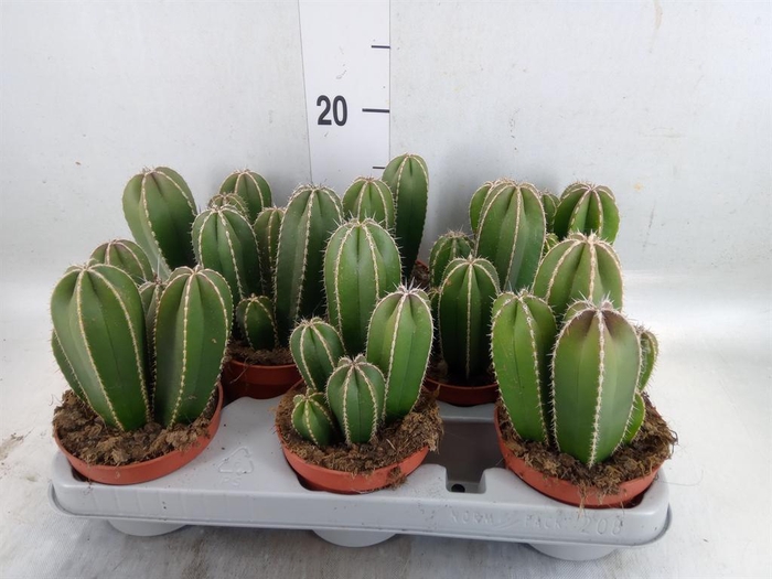 <h4>Cereus   ...</h4>