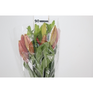 LIRIO LA POKERFACE 090 CM HT 2/3 FLS VERMELHO
