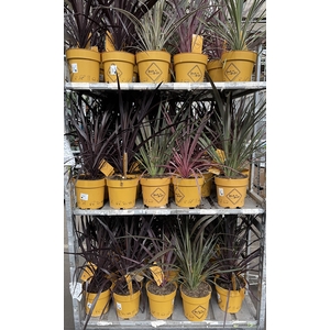 Cordyline gemengd
