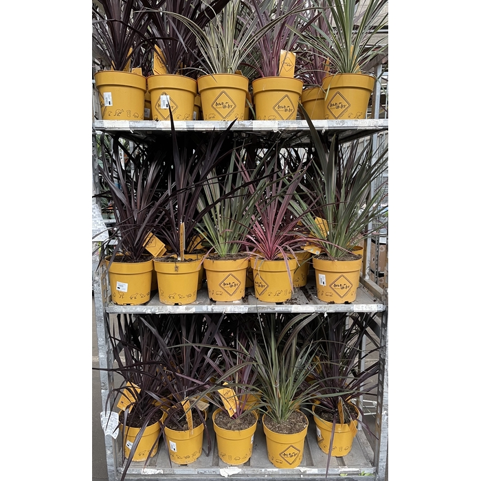 <h4>Cordyline gemengd</h4>