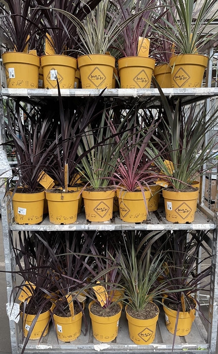 Cordyline gemengd