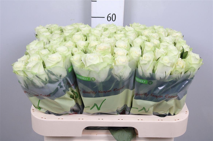 <h4>R Gr Athena</h4>