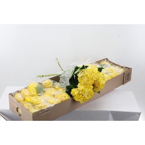 Hydr Light Yellow Tinted Sel Box