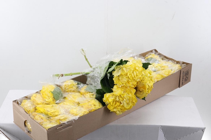 <h4>Hydr Light Yellow Tinted Sel Box</h4>