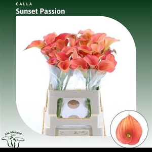 ZANT SUNSET PASSION