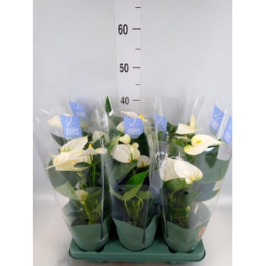 Anthurium  'Karma White'